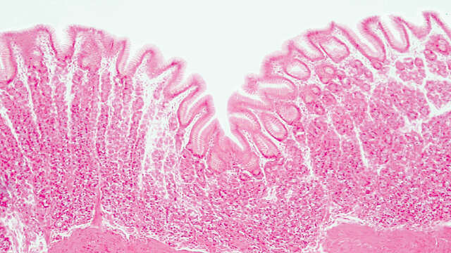 Cámara Digital de Microscopía - Digital Sight 1000 (Nikon) - Imagen 5