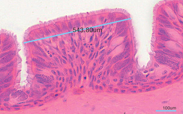 Microscopio Trinocular de rutina (ECLIPSE Ei) - Imagen 10