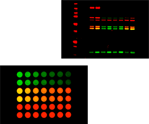 Sistema generador de imágenes por fluorescencia IR LICOR Odyssey DLx Imager - Imagen 2