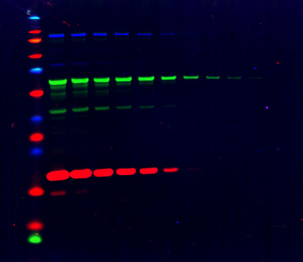 Sistema generador de imágenes por fluorescencia IR y quimioluminiscencia LICOR Odyssey M Chemi-Fluo Imager - Imagen 4